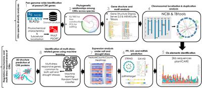 Integrated omics and machine learning-assisted profiling of cysteine-rich-receptor-like kinases from three peanut spp. revealed their role in multiple stresses